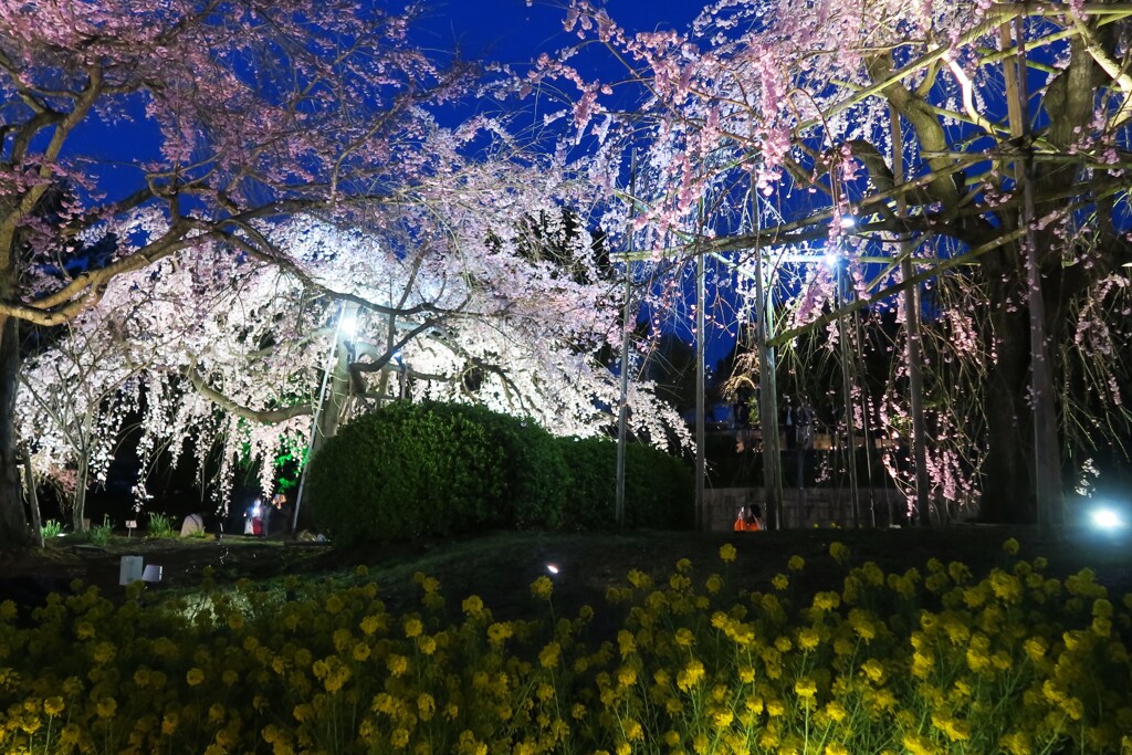 夜桜観桜会　競