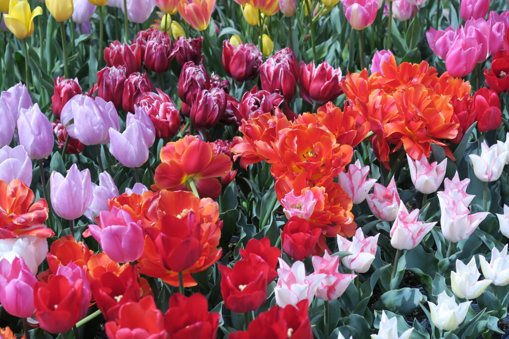 咲いた～咲いた～(^^♪