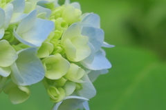 紫陽花