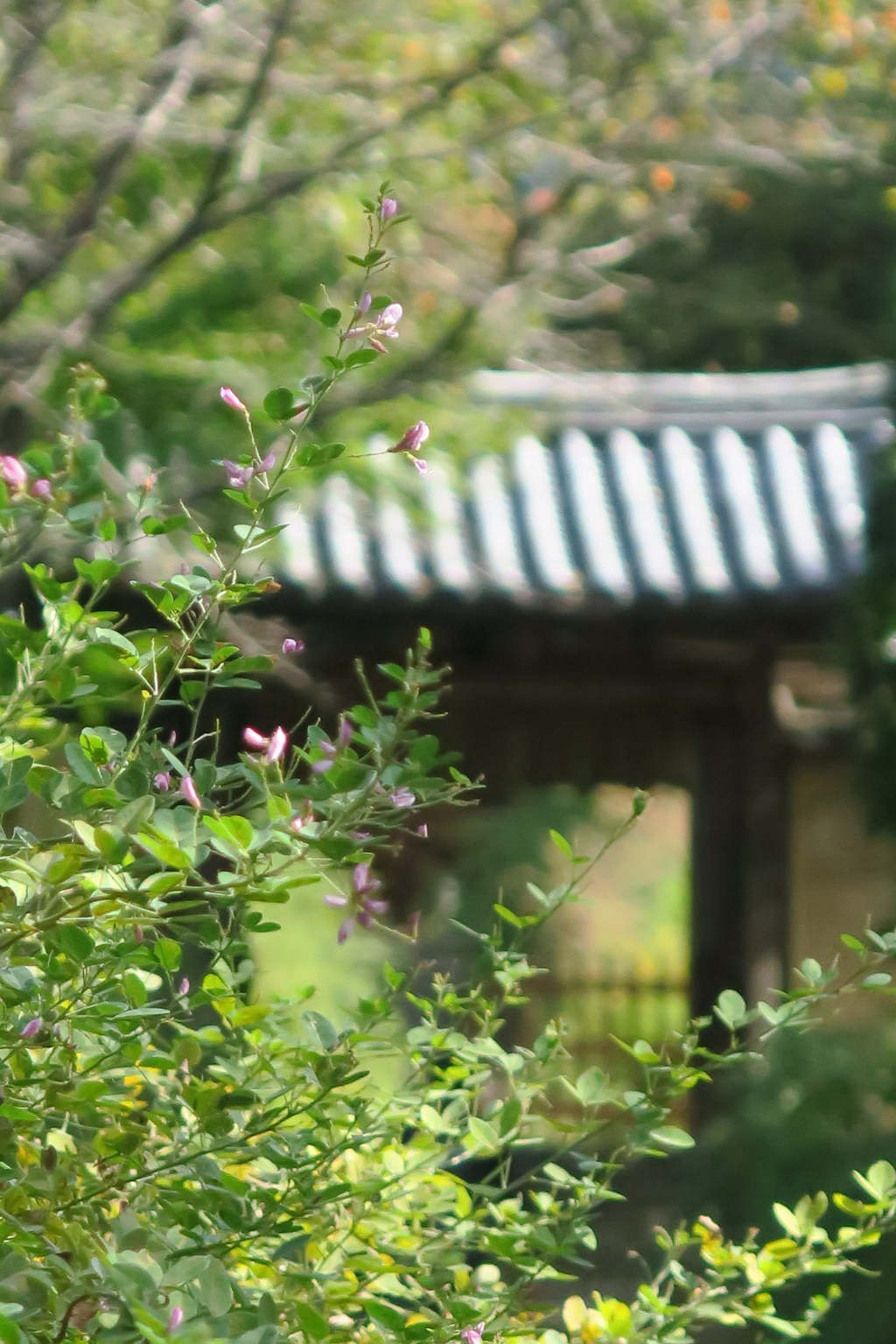 奈良白毫寺