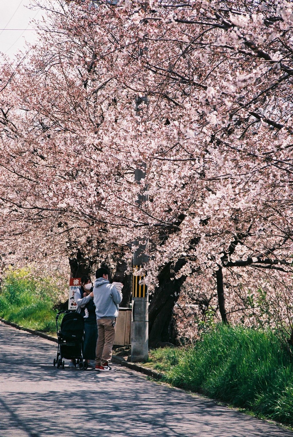 桜の下の幸福1