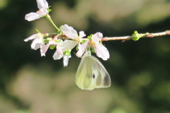 桜と紋白蝶