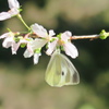 桜と紋白蝶