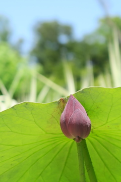 府立植物園にて　其の拾伍