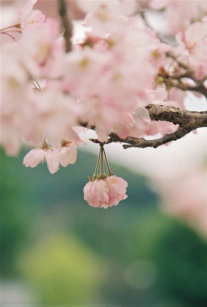 足柄桜　其の壱