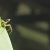 蜘蛛の糸