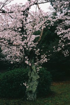 古桜