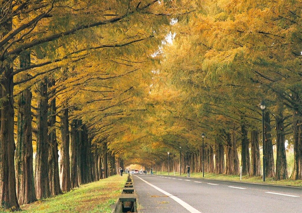 秋色詰め合わせ　玖