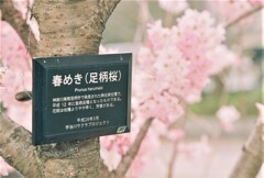 足柄桜