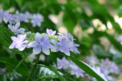 紫陽花のある風景　壱