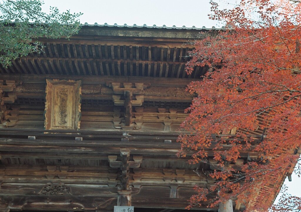もみじと山門