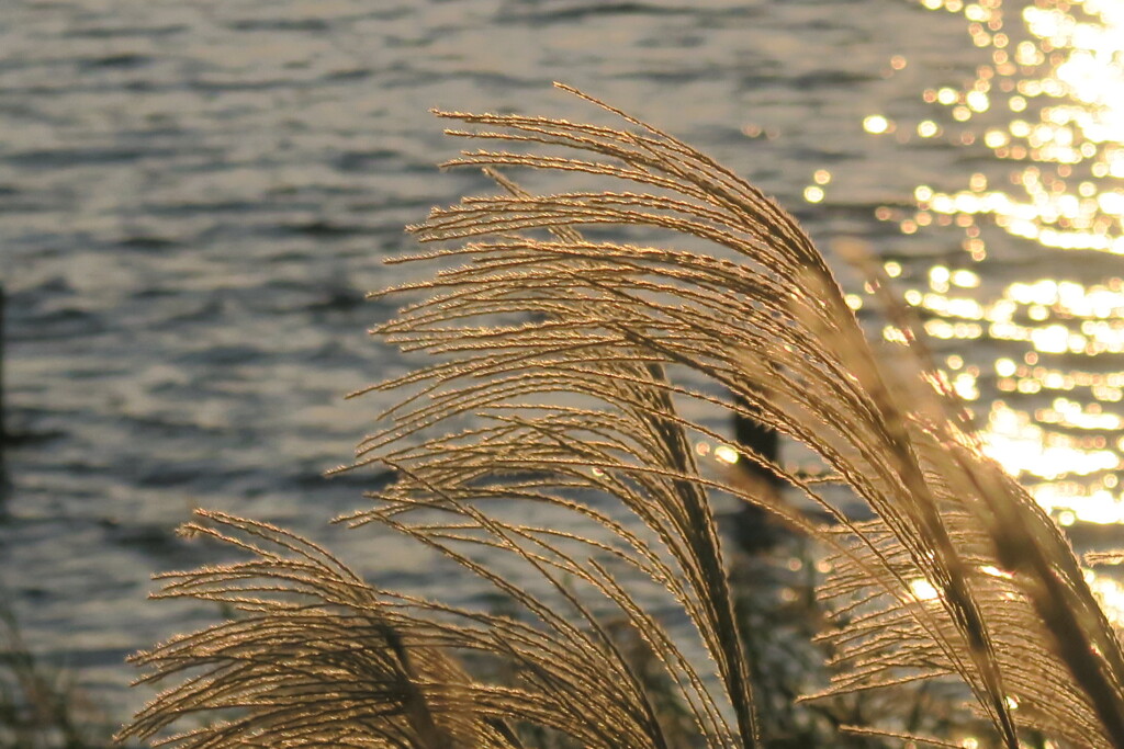 夕陽の芒