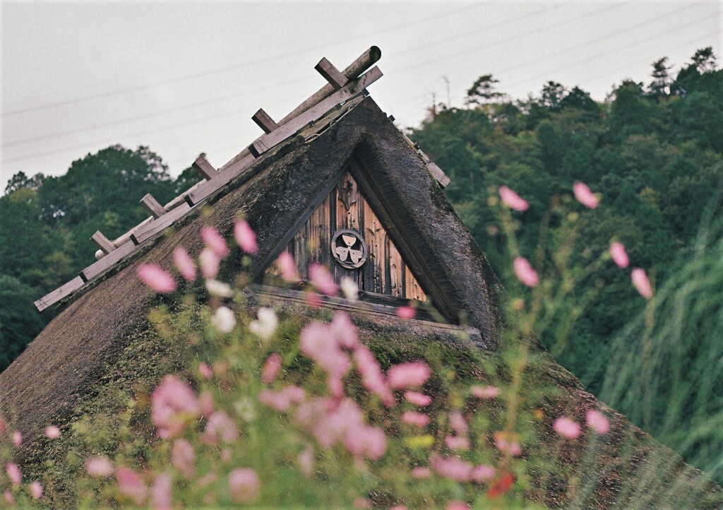 茅葺屋根と秋桜　弐