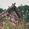 茅葺屋根と秋桜　弐