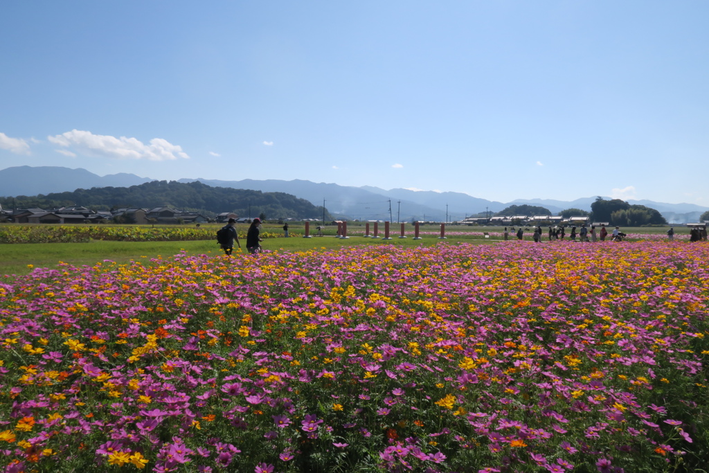 まほろばの秋桜　四