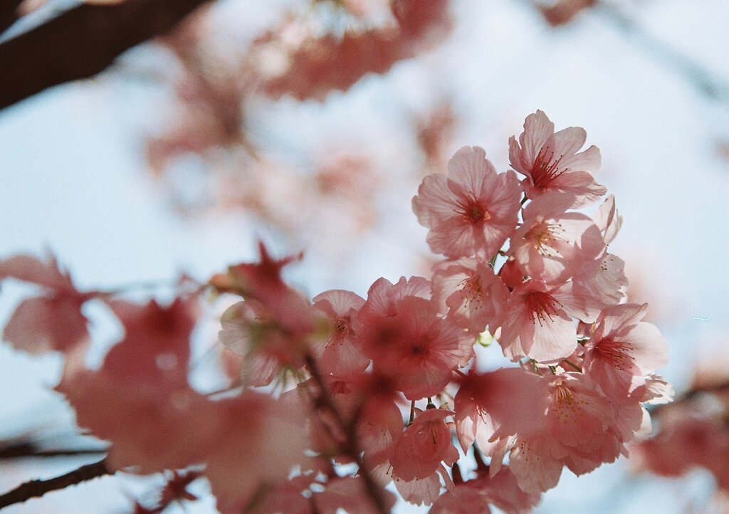 陽光桜　参
