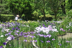 府立植物園にて　其の拾弐