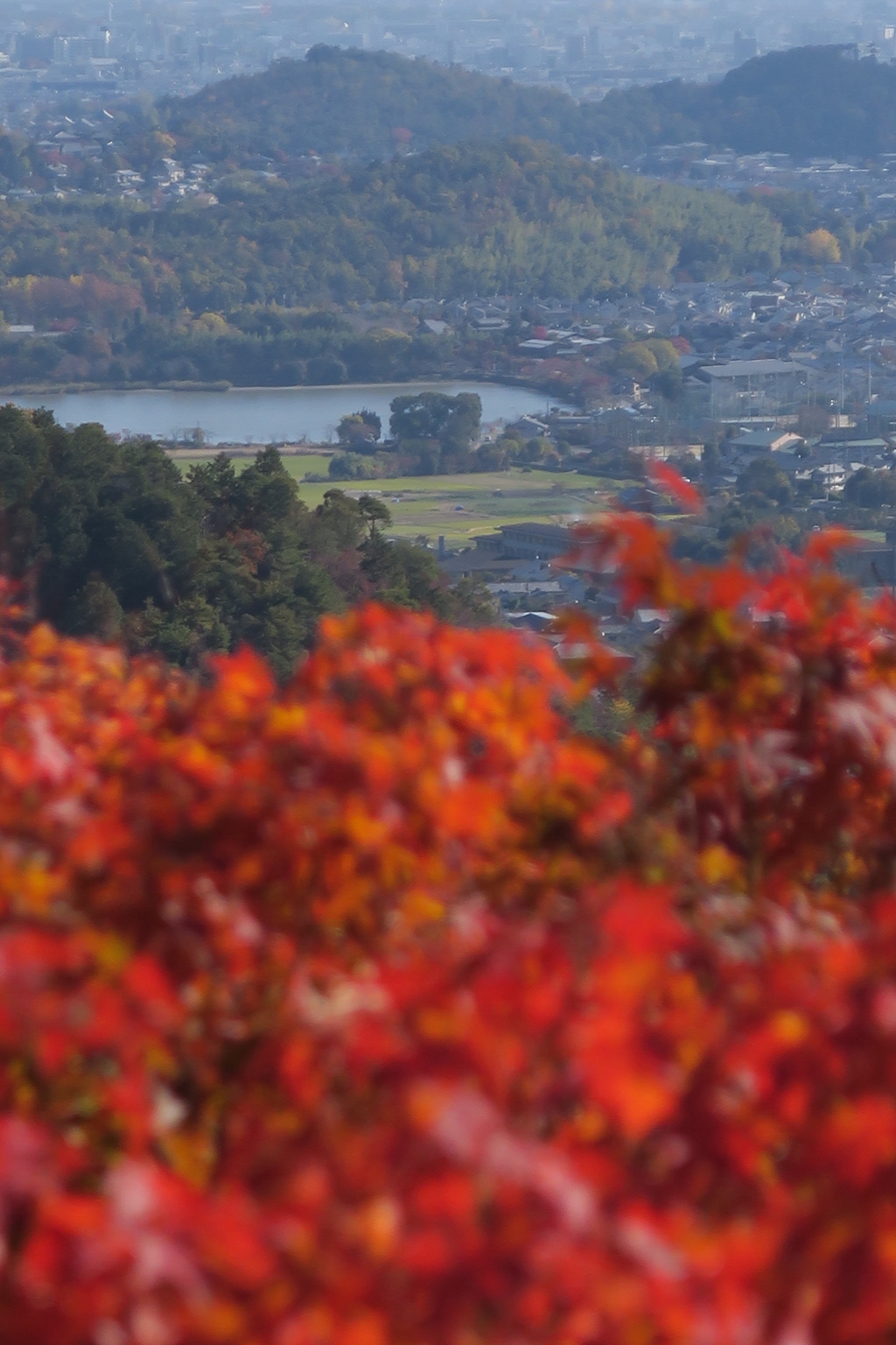 紅葉越しの京都市内