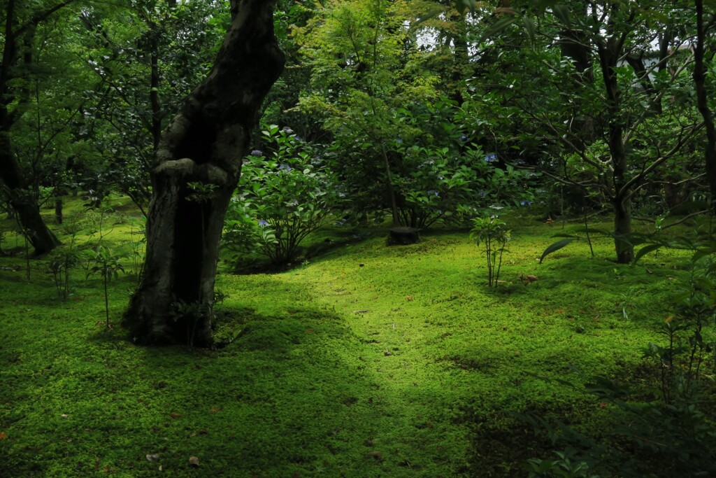 苔庭