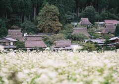 蕎麦の花とかやぶき屋根