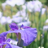 府立植物園にて　其の拾壱