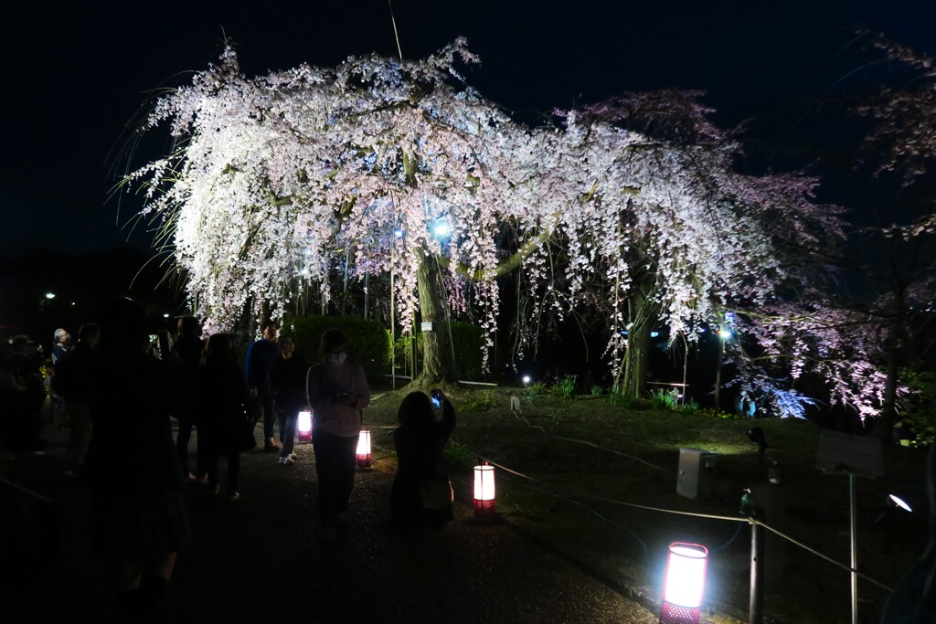 夜桜観桜会　妖