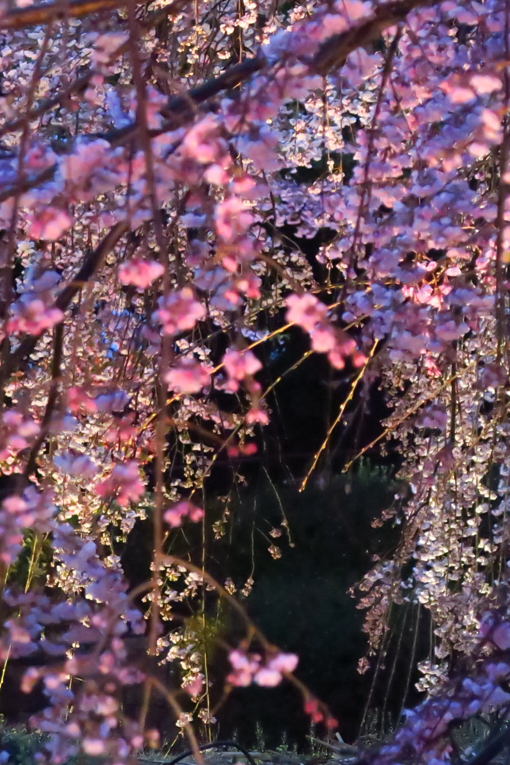 春宵　夜桜