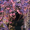 春宵　夜桜