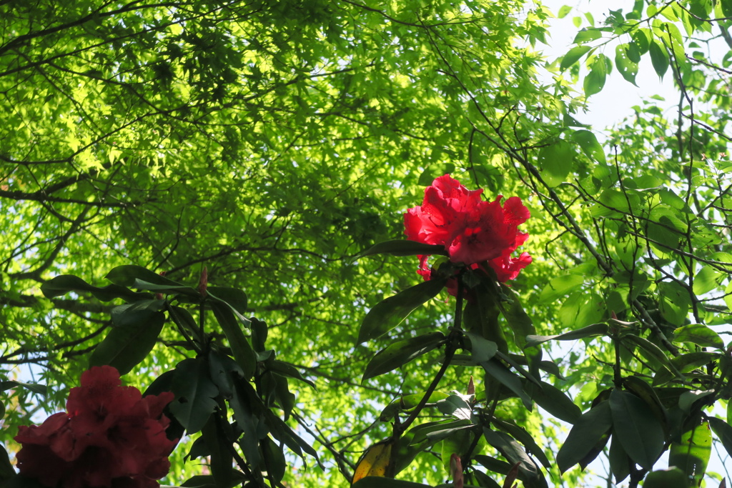 紅一点