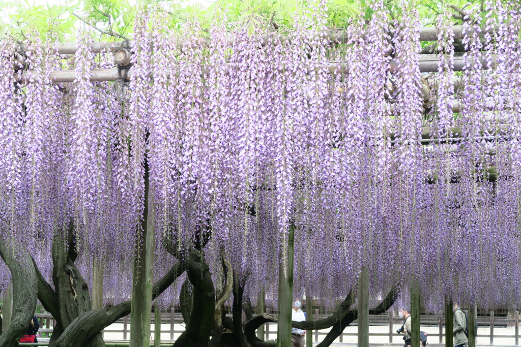 藤花　