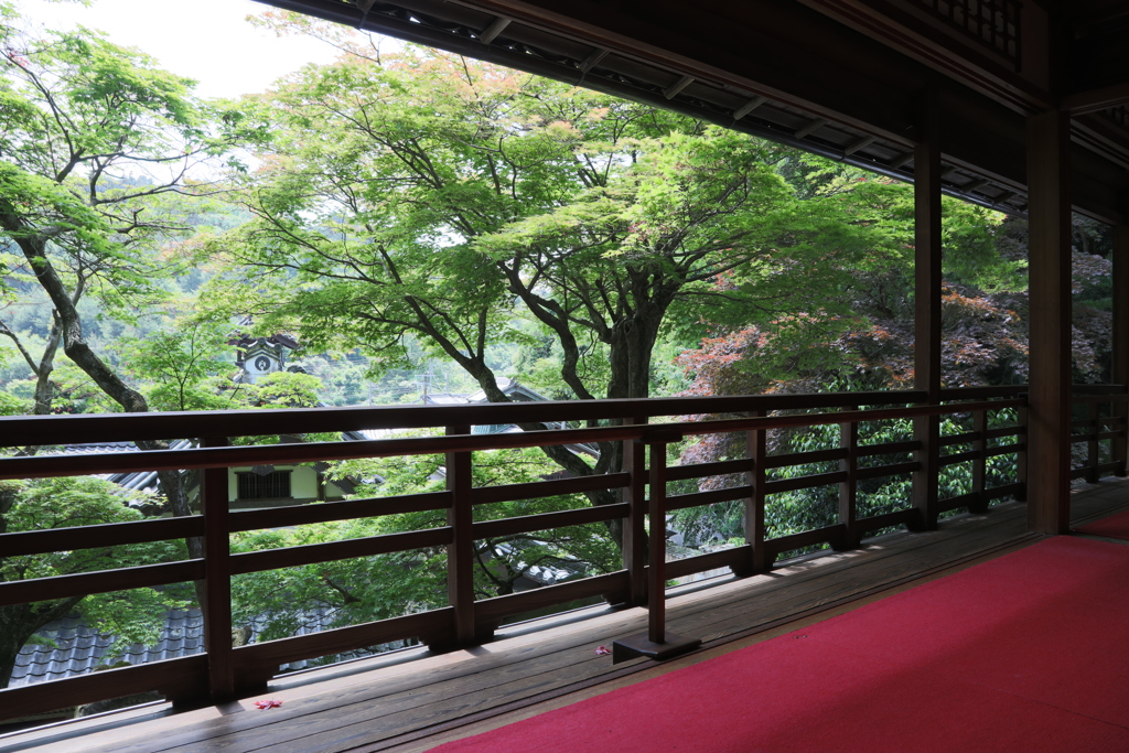 立願山 楊谷寺　新緑の景色  肆