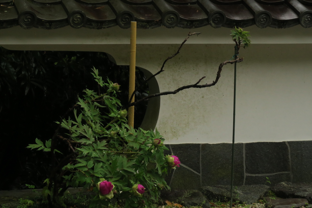 飛鳥　岡寺にて　弐　