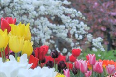 チューリップの花が～♪