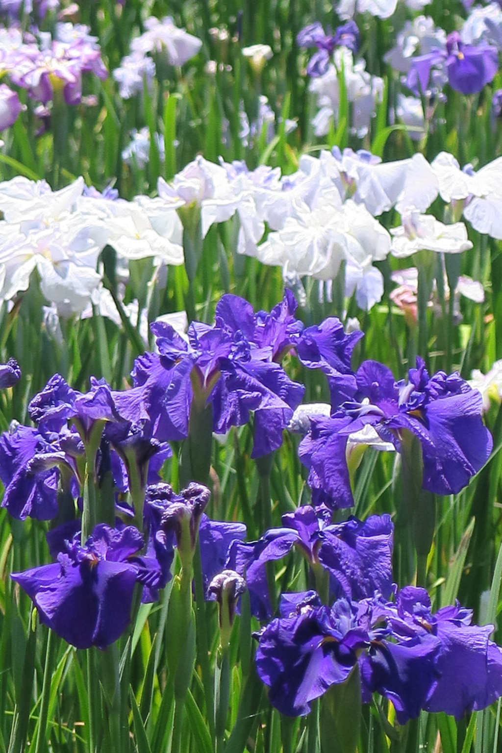 府立植物園にて　其の九