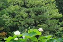 白蓮のある風景