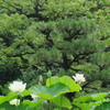 白蓮のある風景