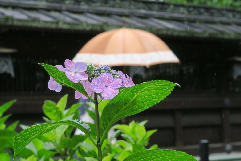 小糠雨の日