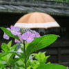 小糠雨の日