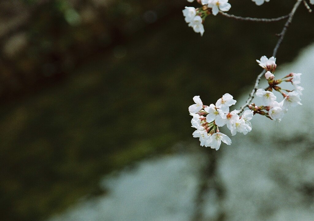 桜咲く