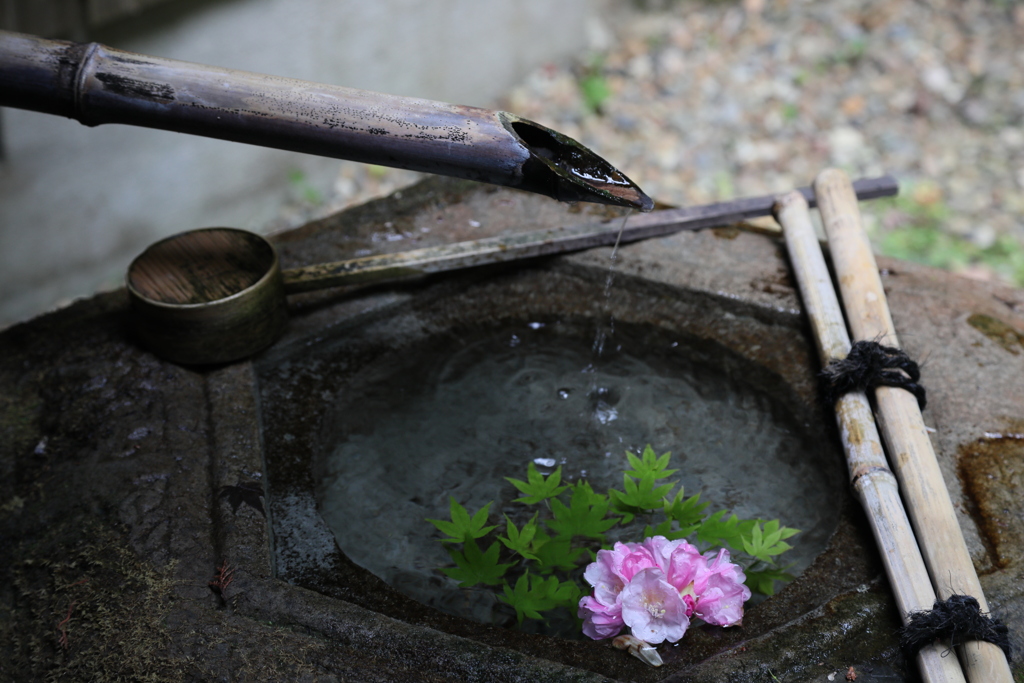 立願山　楊谷寺　　花手水の景色　　参