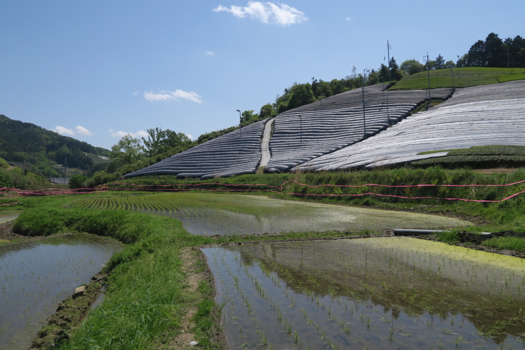 茶畑と水田の風景