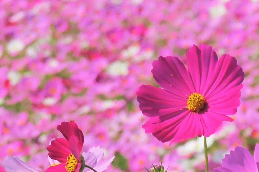 まほろばの秋桜　玖