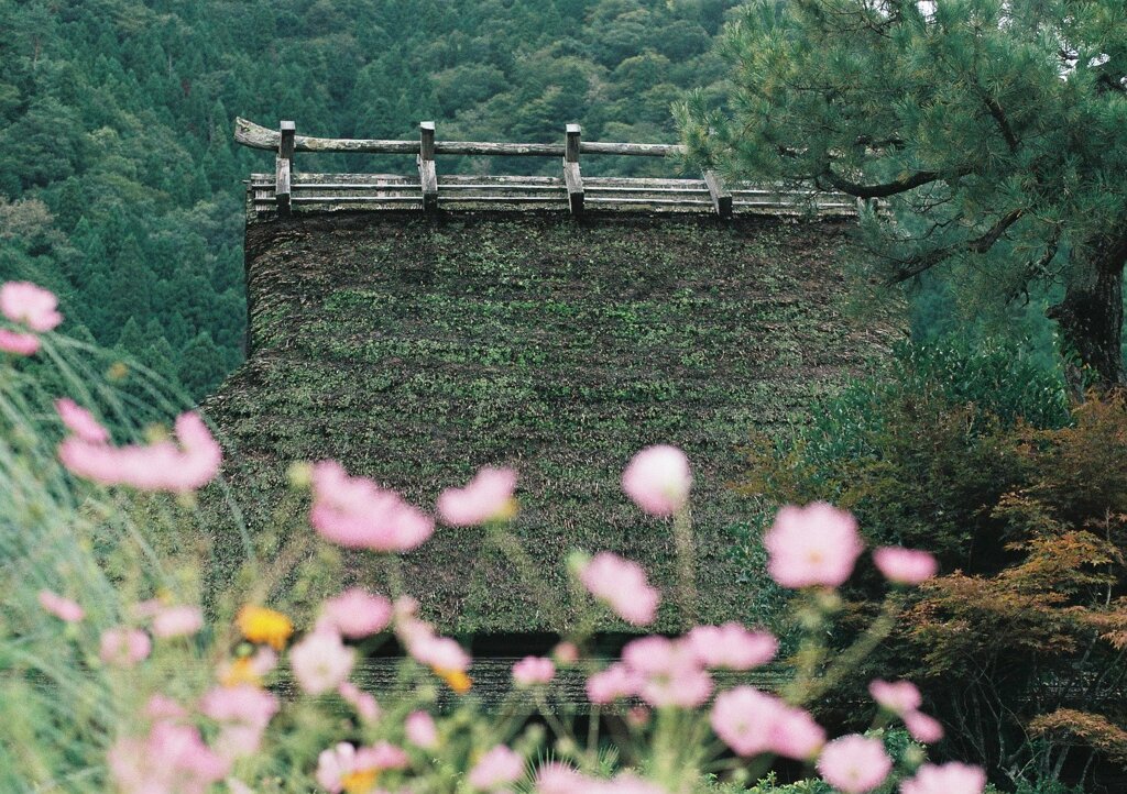 茅葺屋根と秋桜　壱