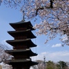 池上本門寺 五重塔と桜