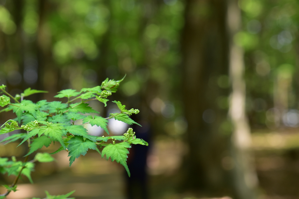 降りそそぐフィトンチッド