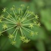 線香花火