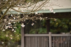 十月の桜は寂しそうに咲く