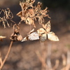 ２月の紫陽花