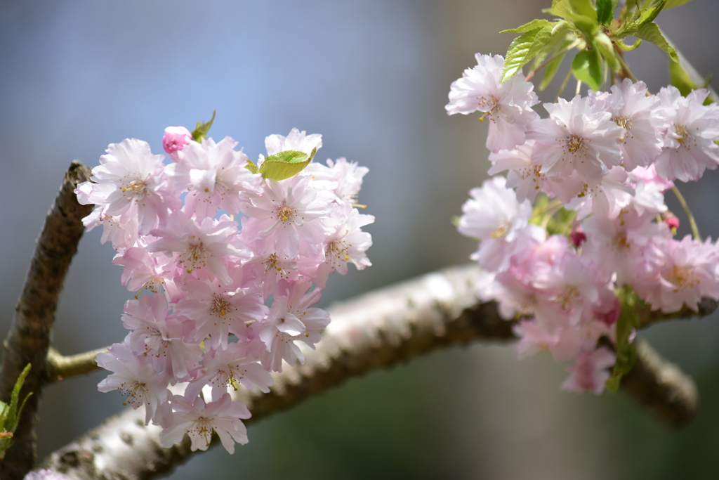 八重の桜