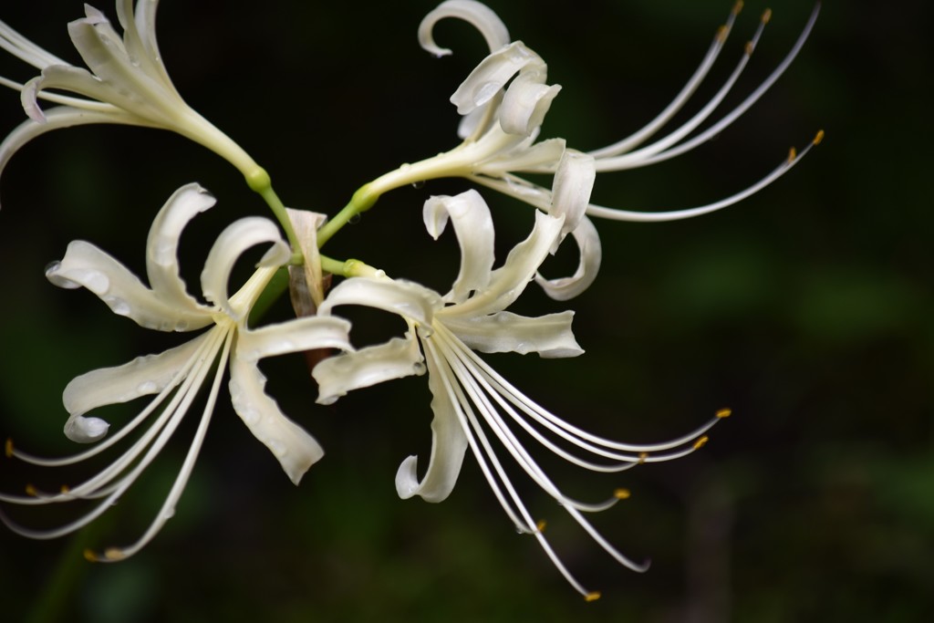 白花曼殊沙華